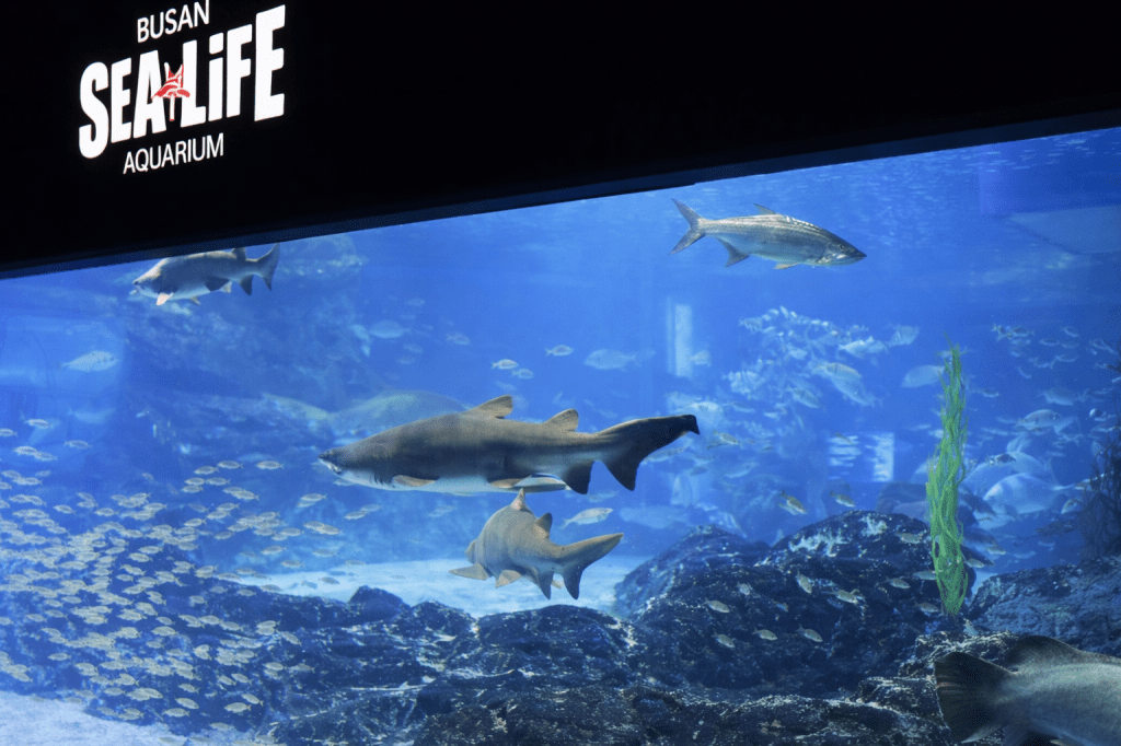 Sharks swimming inside BUSAN SEA LIFE Aquarium, with blue underwater scenery and schools of fish in a large ocean tank