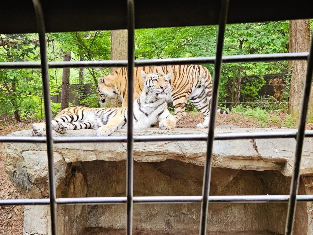 Two tigers resting and walking near the safari vehicle during Everland’s Dream Tour in Korea.