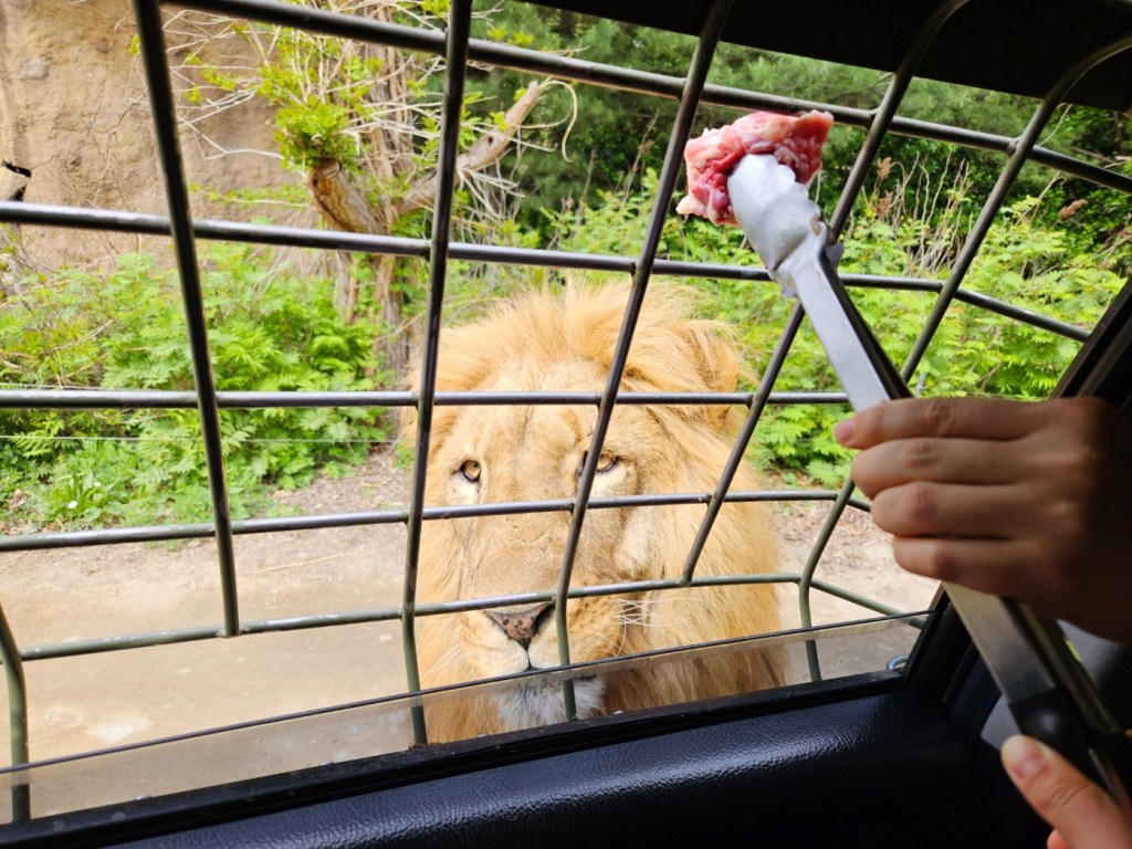 A close-up view of a lion during the Safari World feeding experience on Everland’s Dream Tour