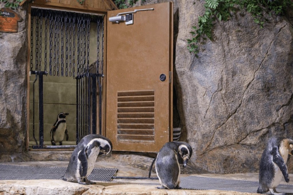 Penguins inside an indoor zoo in Seoul, a family-friendly attraction for kids on a rainy day