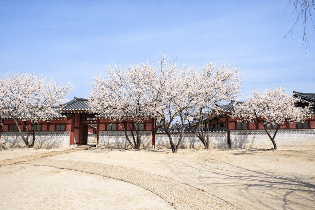 Suwon Hwaseong Haenggung with plum blossoms in spring, traditional Korean palace scenery